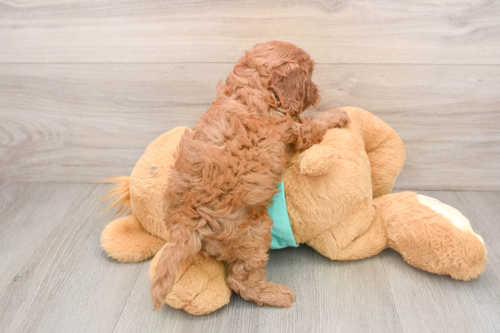 Cavapoo Puppy for Adoption