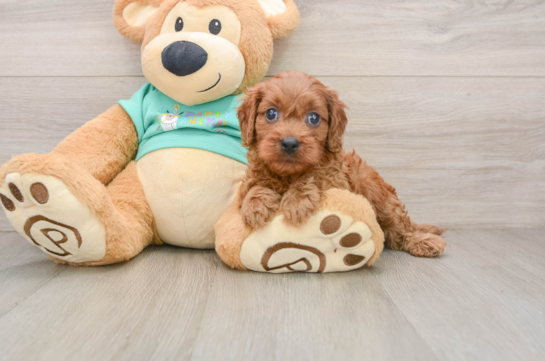 Sweet Cavapoo Baby