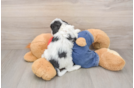 Friendly Cavapoo Baby