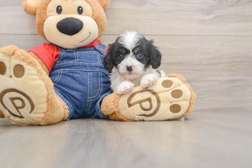 Best Cavapoo Baby