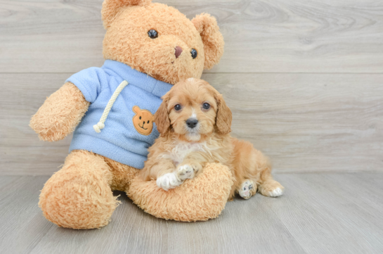 Smart Cavapoo Poodle Mix Pup