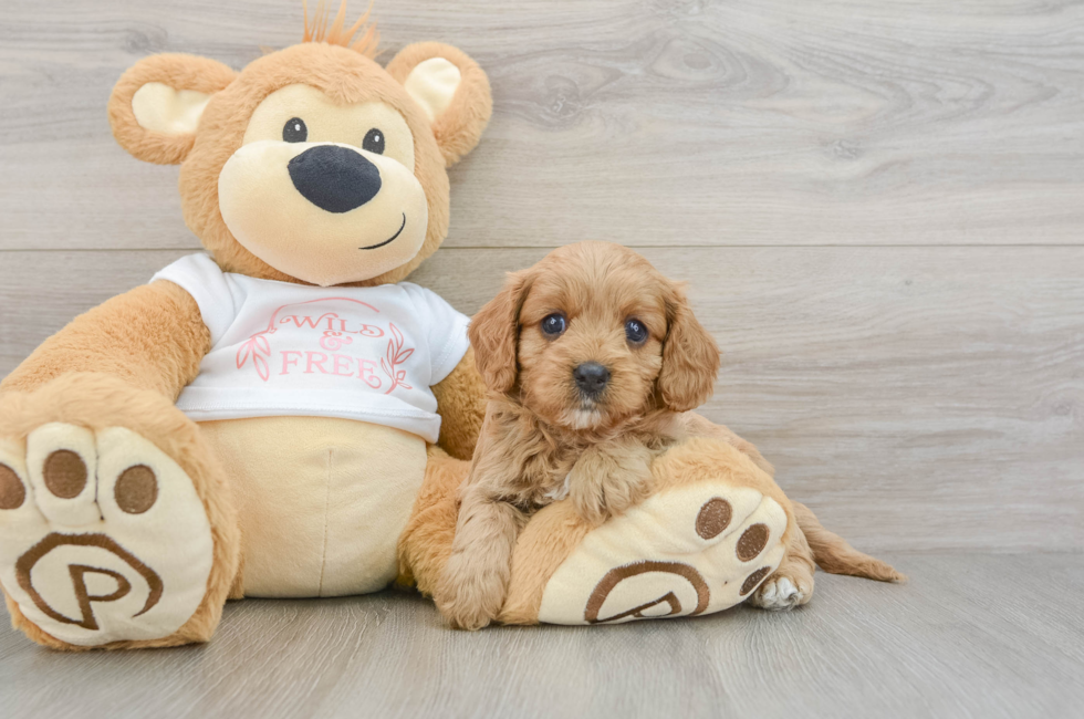 6 week old Cavapoo Puppy For Sale - Pilesgrove Pups