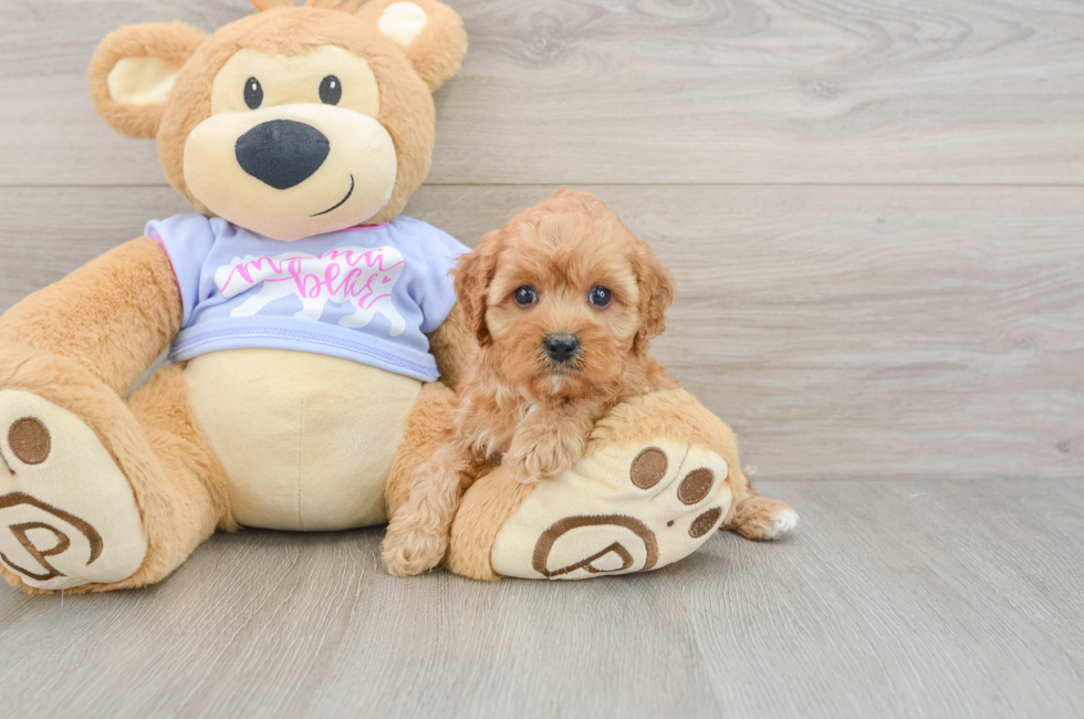 6 week old Cavapoo Puppy For Sale - Pilesgrove Pups