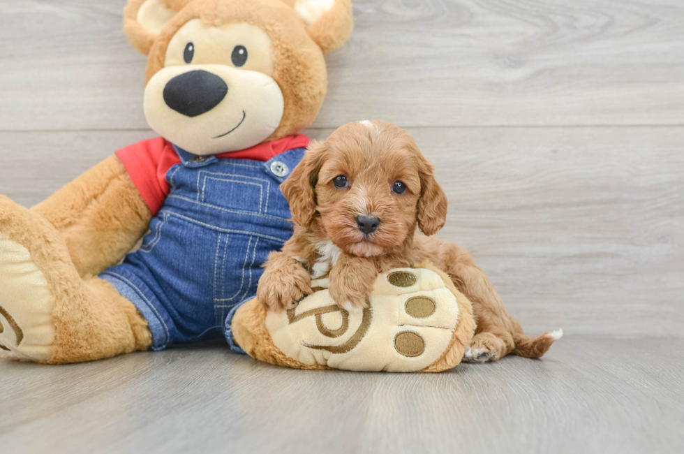 6 week old Cavapoo Puppy For Sale - Pilesgrove Pups