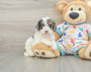 8 week old Cavapoo Puppy For Sale - Pilesgrove Pups