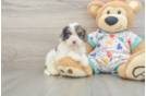Best Cavapoo Baby