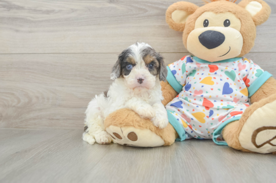 Best Cavapoo Baby