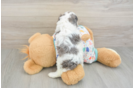 Small Cavapoo Baby