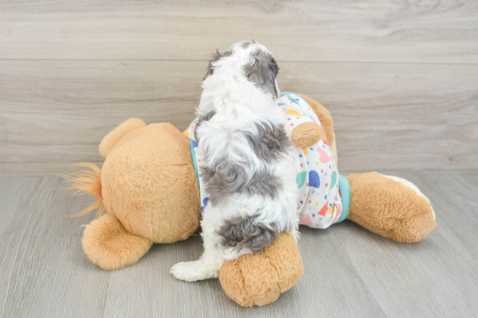 Small Cavapoo Baby