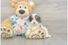 Best Cavapoo Baby