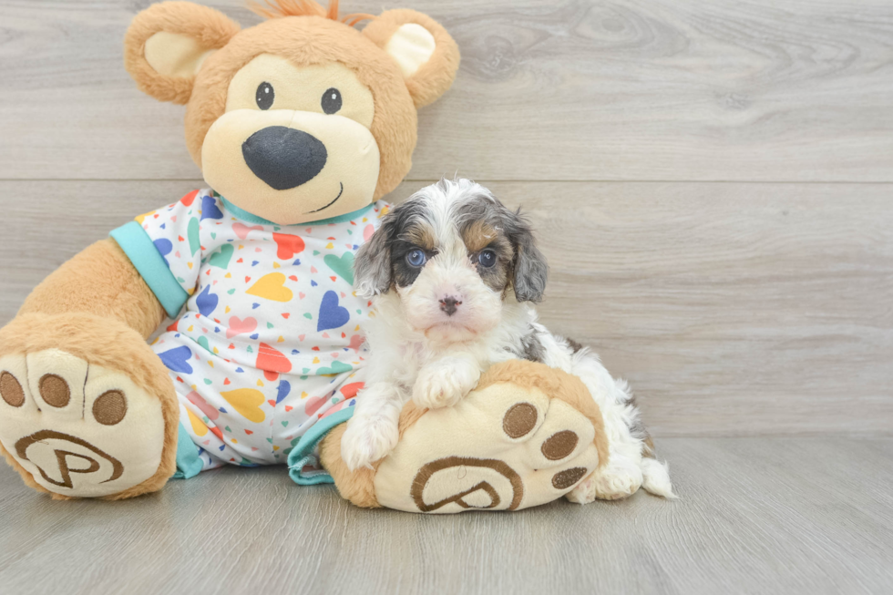 Best Cavapoo Baby