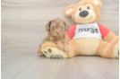 Small Cavapoo Baby