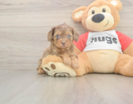 6 week old Cavapoo Puppy For Sale - Pilesgrove Pups 6 week old Cavapoo Puppy For Sale - Pilesgrove Pups