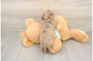 Small Cavapoo Baby