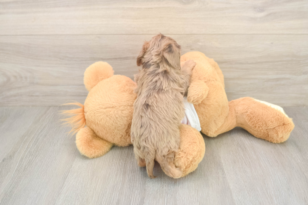 Small Cavapoo Baby