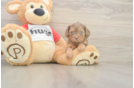 Sweet Cavapoo Baby