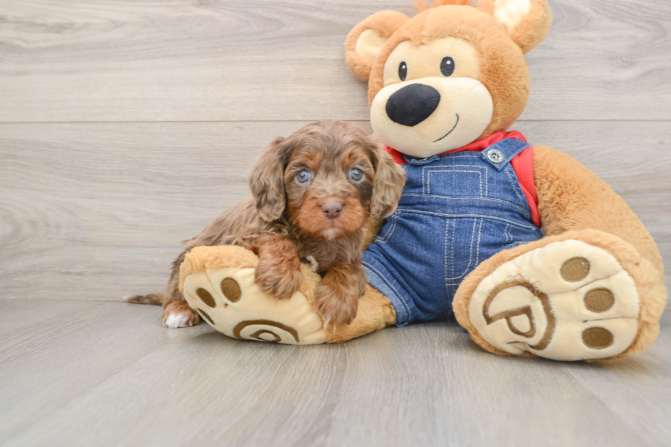 Cavapoo Pup Being Cute