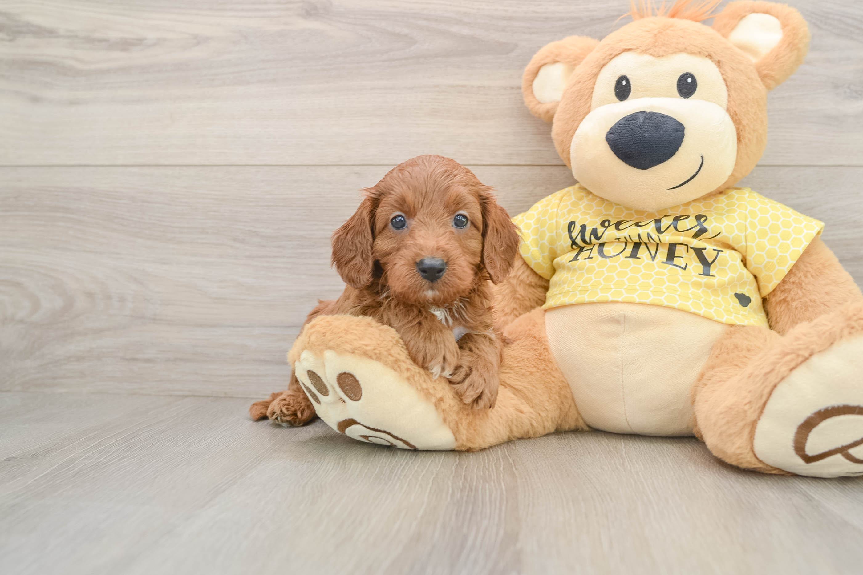 Energetic Cavoodle Poodle Mix Puppy