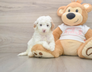 8 week old Cavapoo Puppy For Sale - Pilesgrove Pups