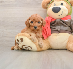 6 week old Cavapoo Puppy For Sale - Pilesgrove Pups