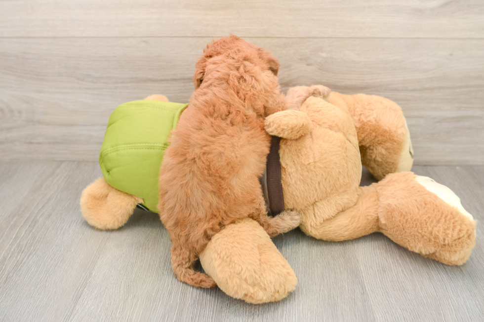 Cavapoo Puppy for Adoption