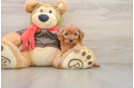 Funny Cavapoo Poodle Mix Pup