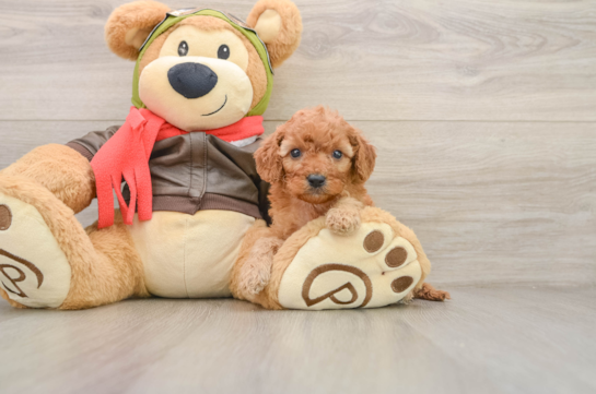 Cavapoo Puppy for Adoption