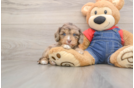 Cavapoo Pup Being Cute