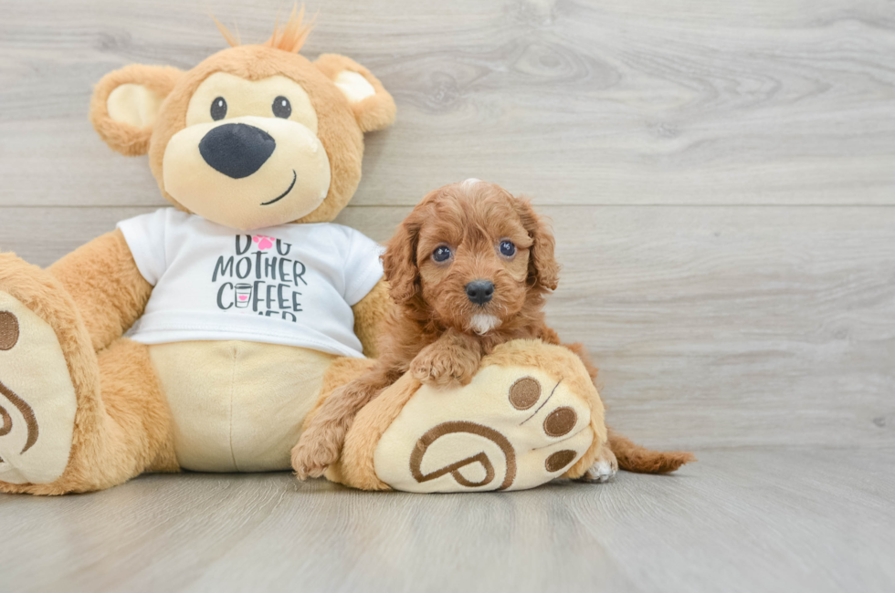 7 week old Cavapoo Puppy For Sale - Pilesgrove Pups