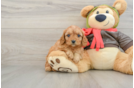 Cavapoo Pup Being Cute