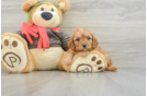 Cavapoo Pup Being Cute