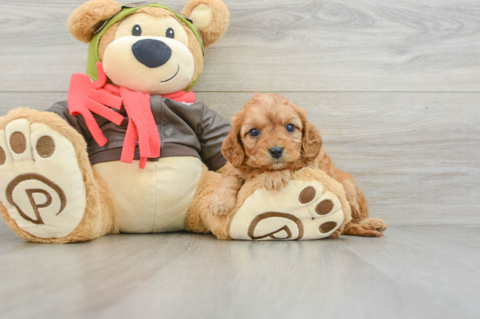 Cavapoo Pup Being Cute