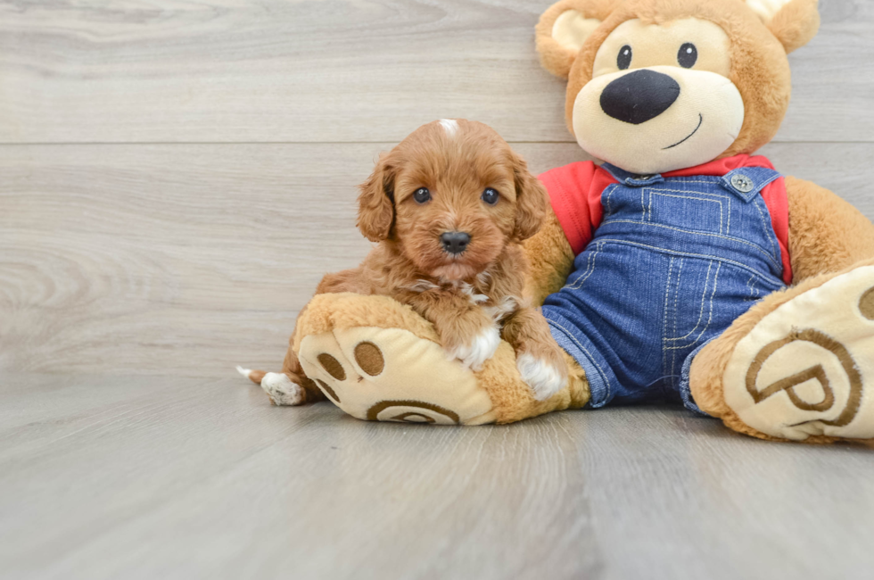6 week old Cavapoo Puppy For Sale - Pilesgrove Pups