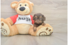 Adorable Cavalier King Charles Spaniel and Poodle Mix Poodle Mix Puppy