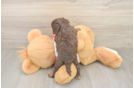 Energetic Cavoodle Poodle Mix Puppy