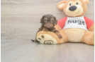 Best Cavapoo Baby
