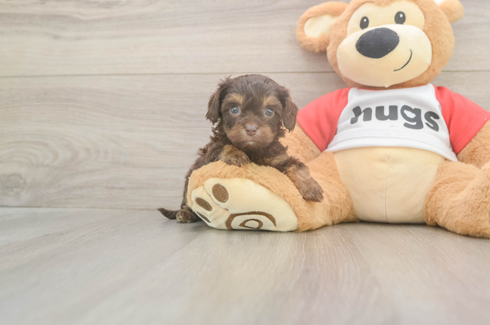 5 week old Cavapoo Puppy For Sale - Pilesgrove Pups