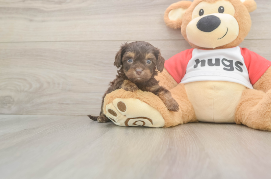 Best Cavapoo Baby