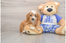 Cavapoo Puppy for Adoption