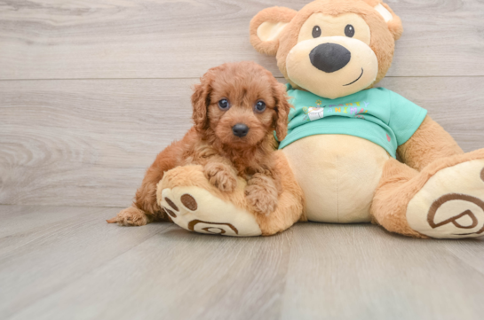 Happy Cavapoo Baby