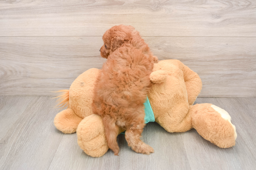 Cavapoo Pup Being Cute