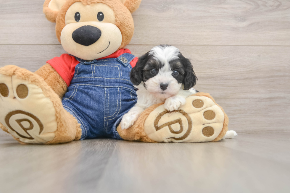 Adorable Cavalier King Charles Spaniel and Poodle Mix Poodle Mix Puppy