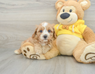 9 week old Cavapoo Puppy For Sale - Pilesgrove Pups