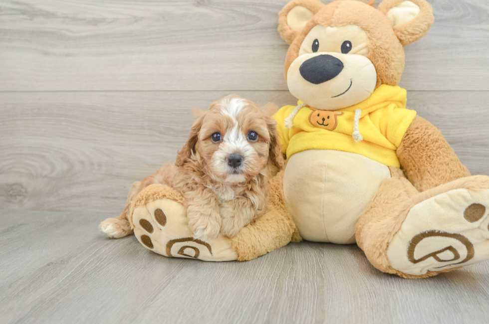 8 week old Cavapoo Puppy For Sale - Pilesgrove Pups