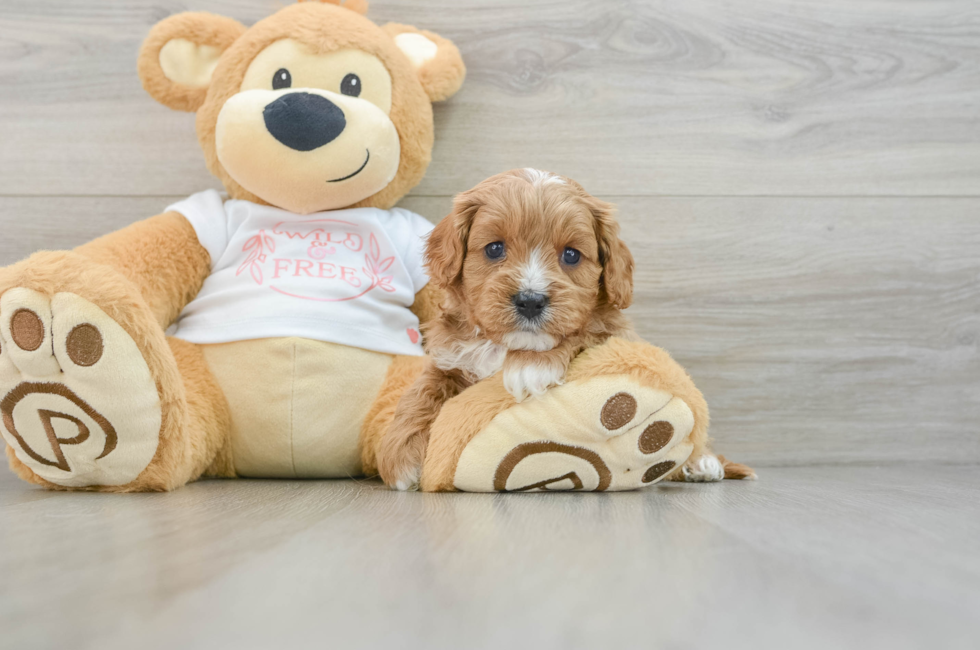 6 week old Cavapoo Puppy For Sale - Pilesgrove Pups