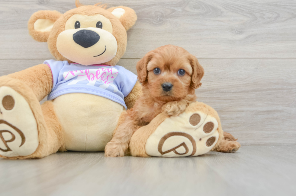 6 week old Cavapoo Puppy For Sale - Pilesgrove Pups