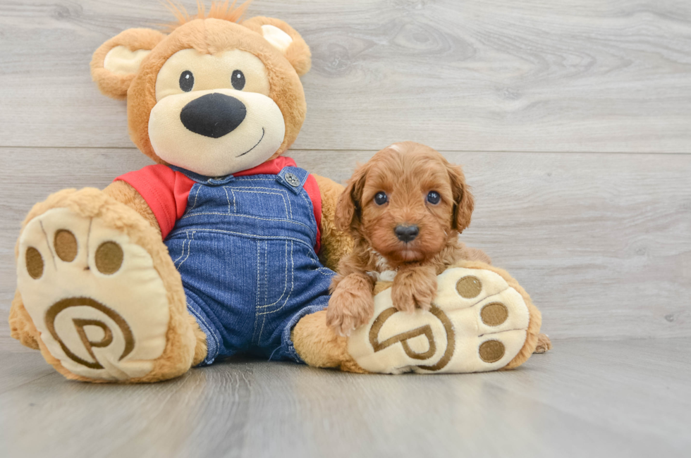 6 week old Cavapoo Puppy For Sale - Pilesgrove Pups
