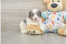Friendly Cavapoo Baby