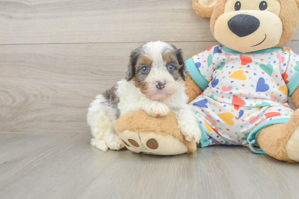 Friendly Cavapoo Baby