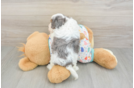 Popular Cavapoo Poodle Mix Pup